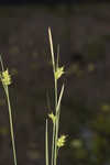 Pine barren sedge